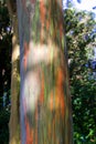 Rainbow Trees / Painted Forest, Maui